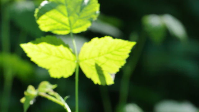 farfalla attaccata ad una foflia al vento