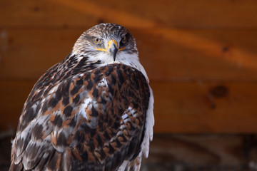 Rauhfußbussard