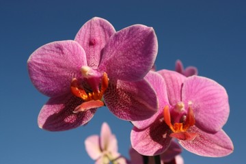 Fototapeta na wymiar Orchidées