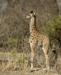 Obraz na płótnie Canvas Side view of giraffe calf standing in grassland, Tanzania
