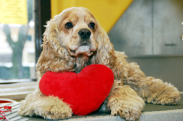 tierliebe