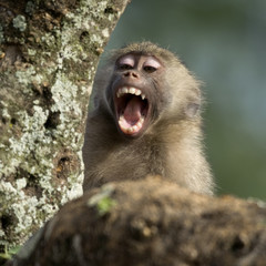 Close-up of macaque yawning, Tanzania, Africa