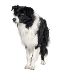 Border collie, 3 years old