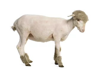 Papier Peint photo autocollant Moutons Partially shaved Merino lamb, 4 months old