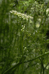 Wiesenkümmel