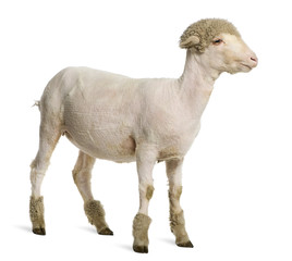 Fototapeta premium Partially shaved Merino lamb, 4 months old, in front of white ba