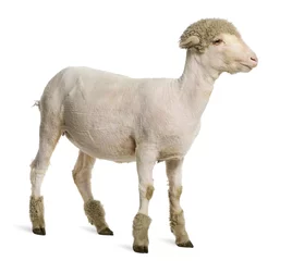 Photo sur Plexiglas Moutons Agneau mérinos partiellement rasé, 4 mois, en face de ba blanc