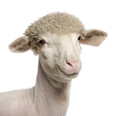 Photo sur Plexiglas Moutons Portrait d& 39 agneau mérinos partiellement rasé, 4 mois, devant