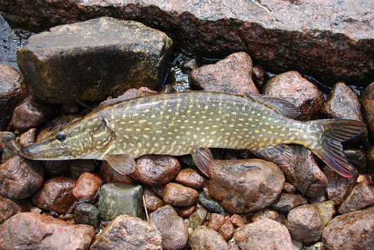 Hechte (Esox )