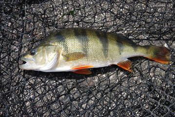 Flussbarsch (Perca fluviatilis) © petrabarz