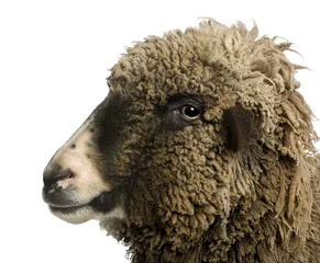 Crédence de cuisine en plexiglas Moutons Crossbreed sheep standing in front of white background