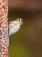 female green finch on garden feeder