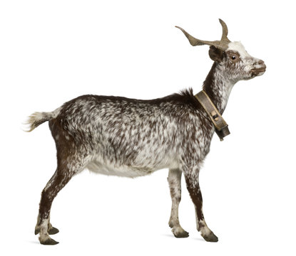 Female Rove goat, 3 years old
