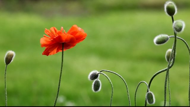 Mohn