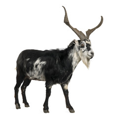 Rove goat, 5 years old, standing in front of white background