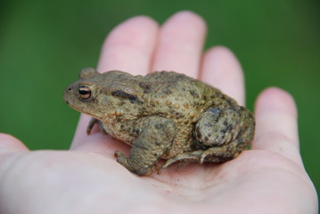 Kreuzkröte (Calamita )