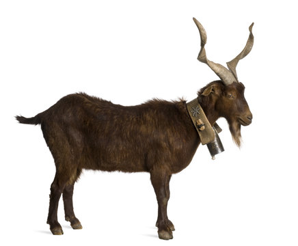 Male Rove goat, 6 years old, in front of white background