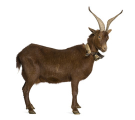 Rove goat, 4 years old, standing in front of white background