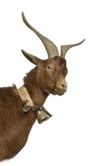Close-up headshot of Rove goat, 4 years old