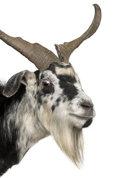 Close-up headshot of Rove goat, 5 years old, standing in front o