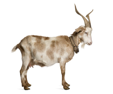 Female Rove goat standing in front of white background