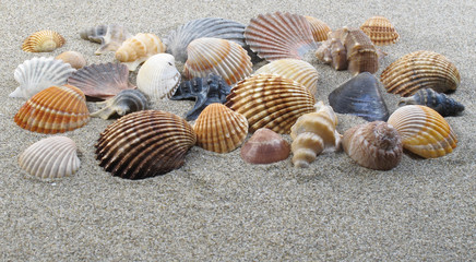 Muscheln am Strand