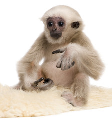 Obraz premium Young Pileated Gibbon, 4 months old
