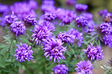 Fototapeta premium Lila Gartenblume
