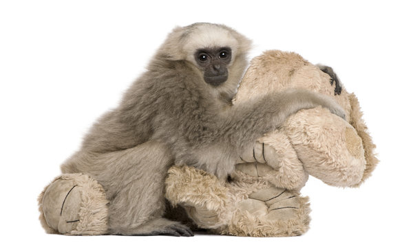 Young Pileated Gibbon, 4 months old, with stuffed toy