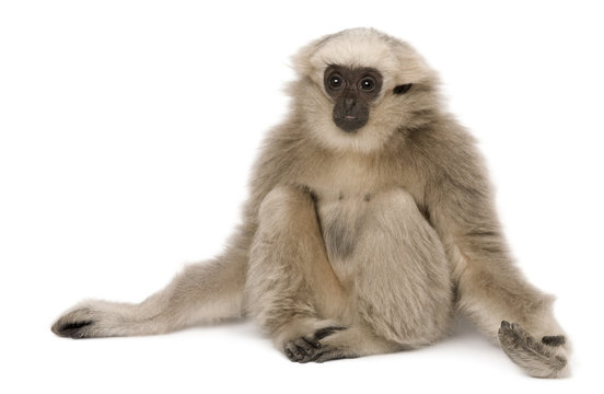 Young Pileated Gibbon, 4 months old,