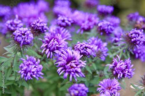32+ Lila Blume Garten, Hier finden sie die top 11 blumen in der lila
