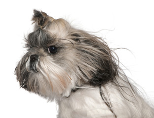 Close-up headshot of Shih tzu in the wind, 4 years old