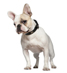 Portrait of French bulldog, 9 months old