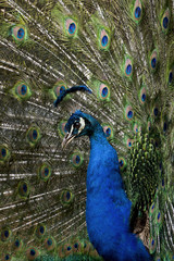 Fototapeta premium Close-up of Male Indian Peafowl displaying tail feathers