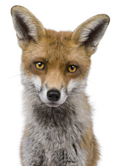 Fototapeta premium Close-up headshot of Red Fox, 1 year old