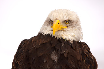 Eagle silhouette
