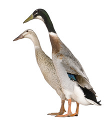 Male and female Indian Runner Duck, 3 years old