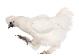 Photo sur Plexiglas Poulet White Silkie chicken, 6 months old