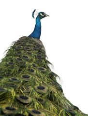 Fototapeta premium Rear view of a male Indian Peafowl in front of white background