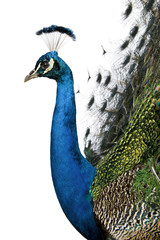 Profile of Male Indian Peafowl in front of white background