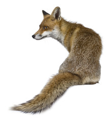 Rear view of Red Fox, 1 year old