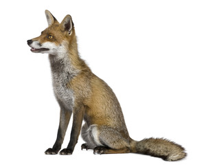 Side view of Red Fox, 1 year old,