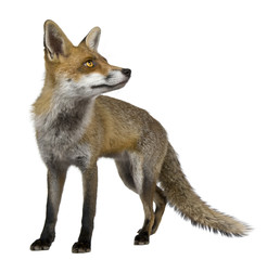 Red Fox, 1 year old, standing in front of white background