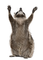 Raccoon, 2 years old, reaching up in front of white background © Eric Isselée