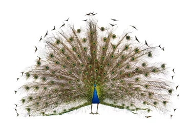 Crédence de cuisine en verre imprimé Paon Vue de face du paon indien mâle affichant les plumes de la queue