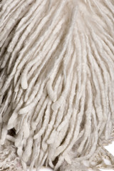 Close-up on White Corded standard Poodle