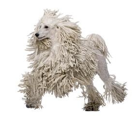 White Corded standard Poodle