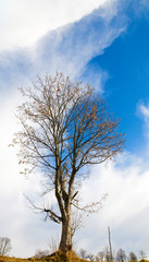 bare tree on sky background