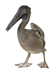 Young pink-backed pelican, 2 months old
