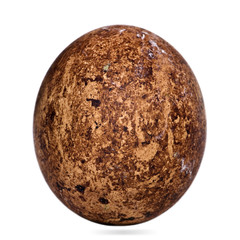 Egg of Caracaras Southern in front of white background